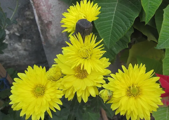 Tasi Dhargey Kathmandu